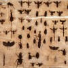 insectes1site Planche d'insectes - 33 x 45 cm.