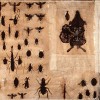 insectes2site Planche d'insectes - 33 x 45 cm.