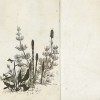 L'herbe des dinausores:site L'herbe des dinosaures.