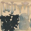 planchedechampignons5inventairesite Planche de champignons V - inventaire