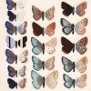 II:2etudedepapillonsIIbleus2site Etude de papillons II - Bleus