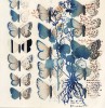 II:7etudedepapillonsIIsymbiose7site Etude de papillons II - Symbiose