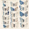 II:8etudedepapillonsIIfragile8site Etude de papillons II - Fragile