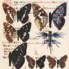III:3etudedepapillonsIIIplancheorientale3site Etude de papillons III - Planche orientale