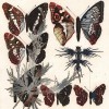 III:kageetudedepapillonsIIIherbessite Etude de papillons III - Herbes